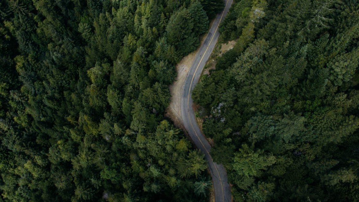 road in forest_free download_pexels-photo-132985